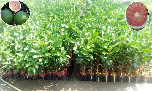 Bí quyết trồng bưởi da xanh đạt năng suất cao
