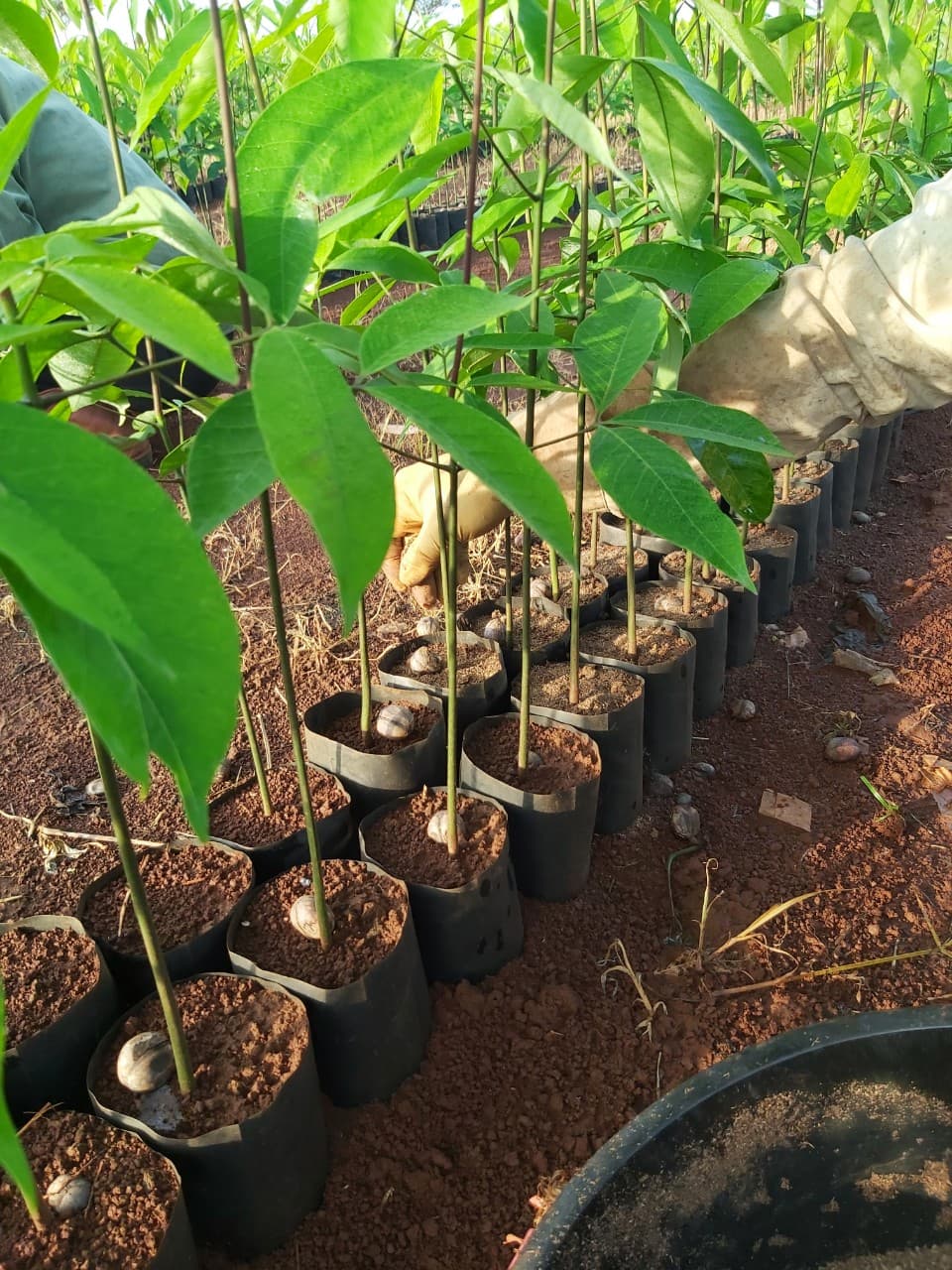 Môi trường xanh Ngọc Y