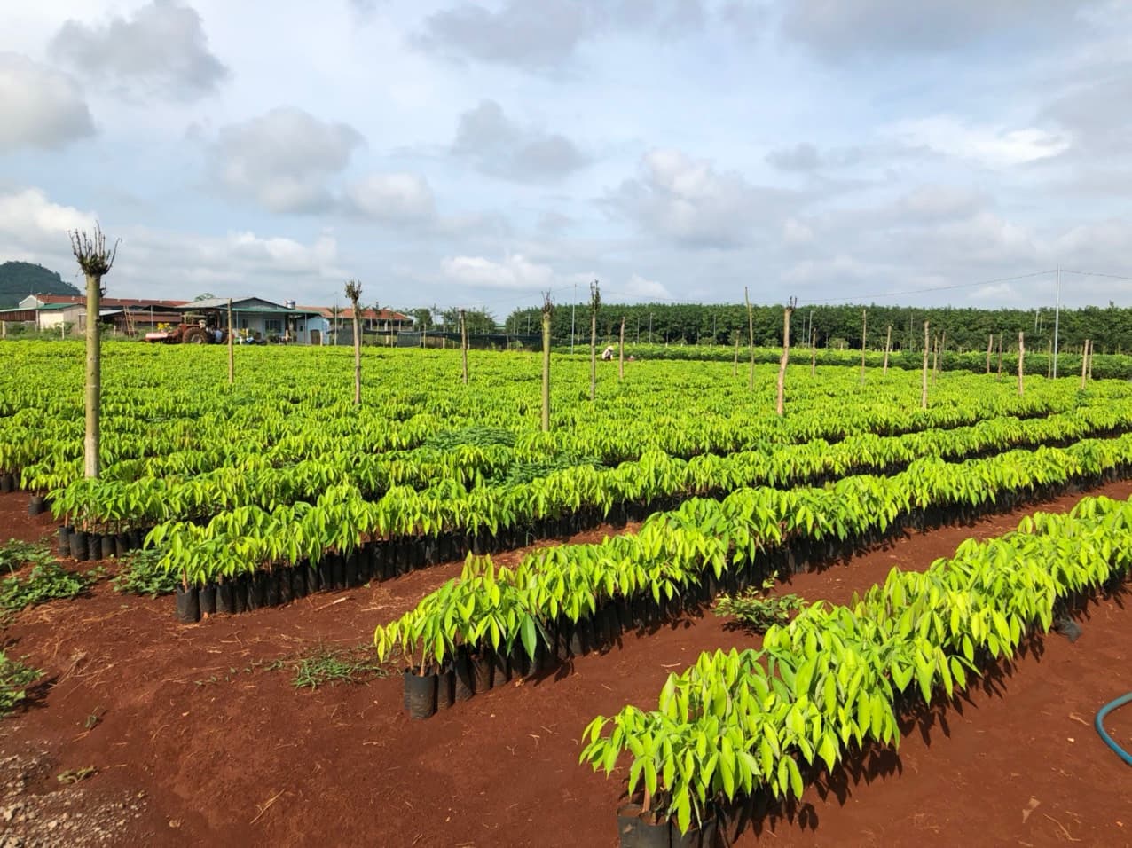 Môi trường xanh Ngọc Y