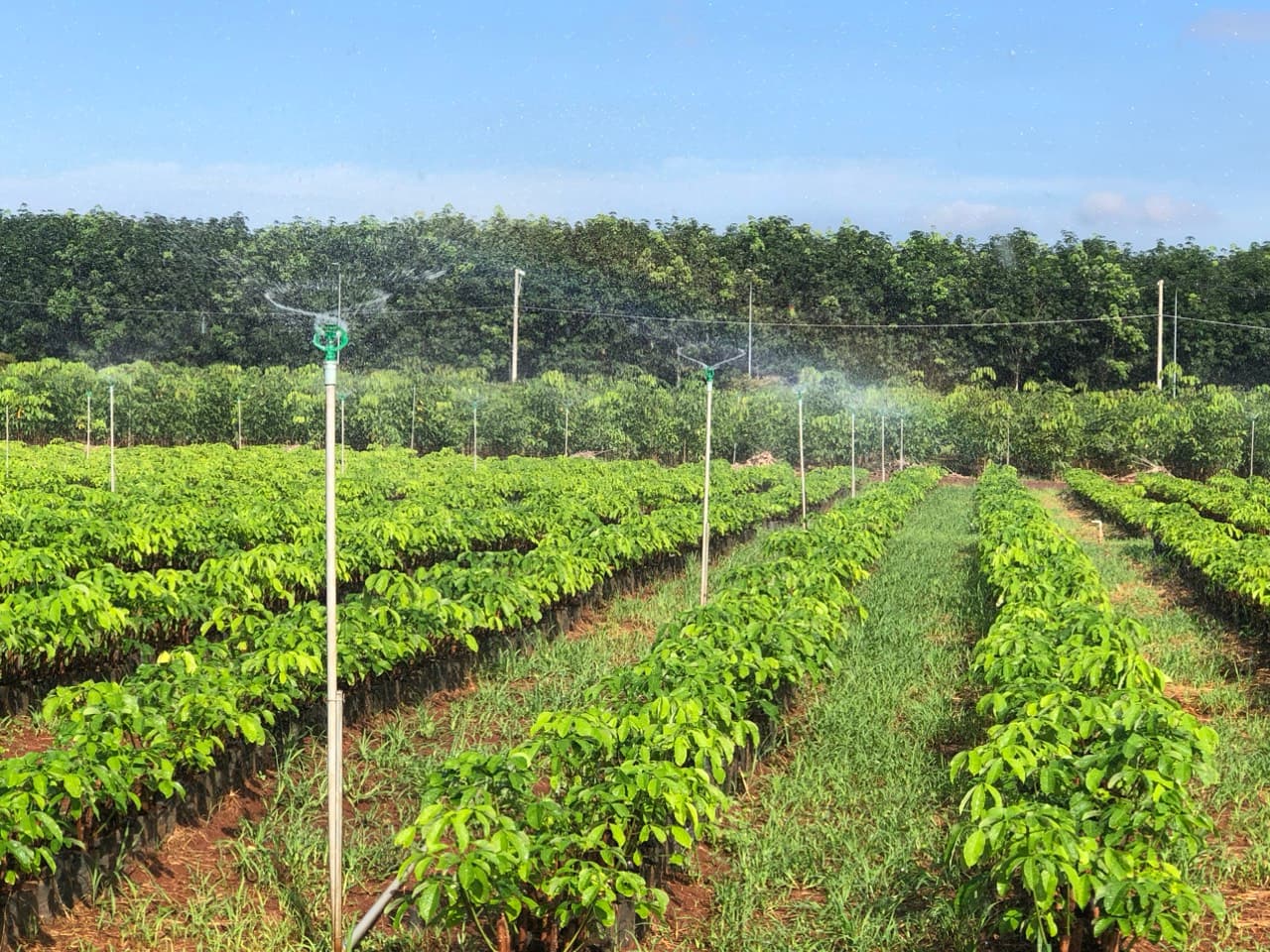 Môi trường xanh Ngọc Y