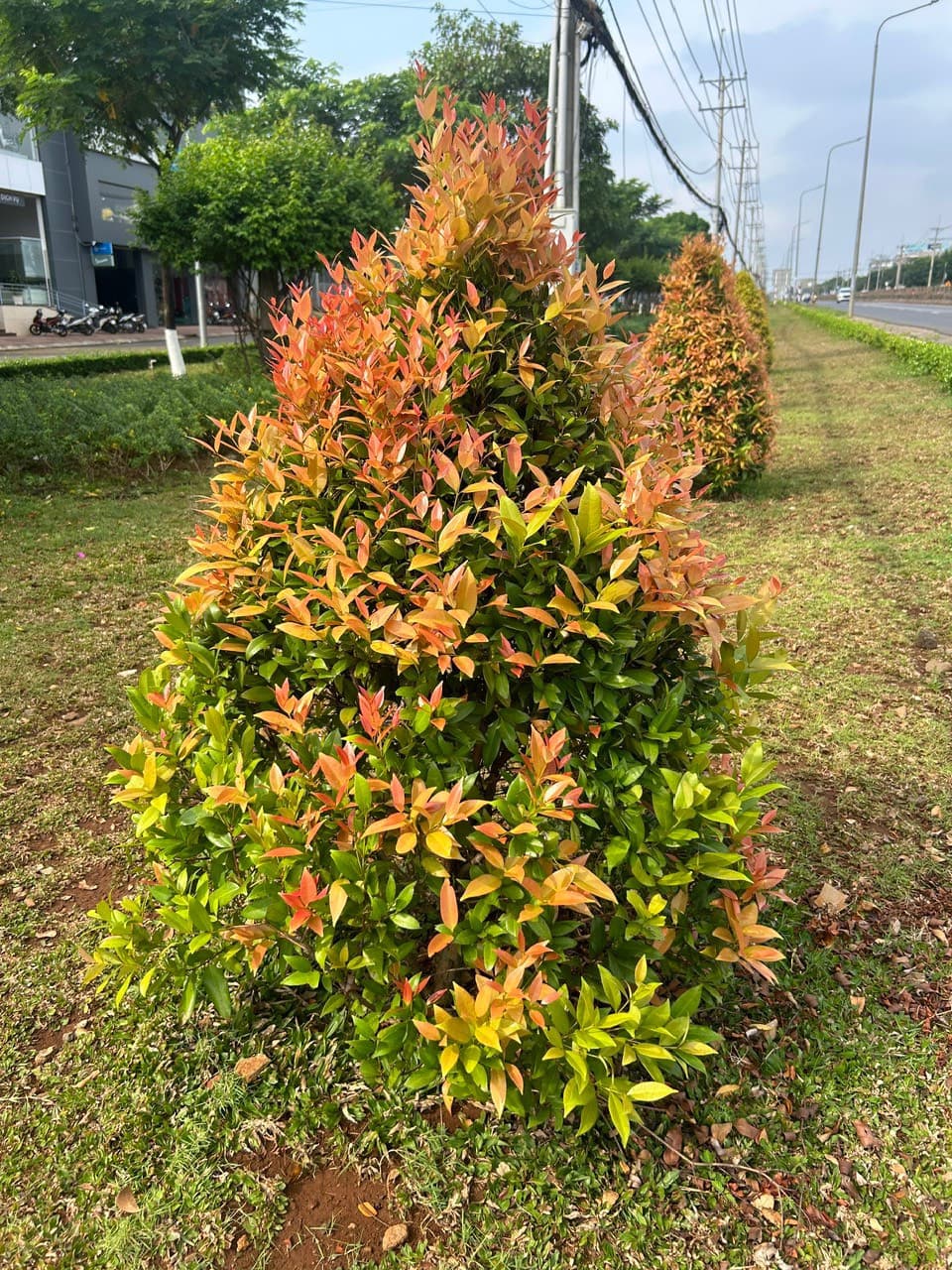 Trồng trọt theo hợp đồng